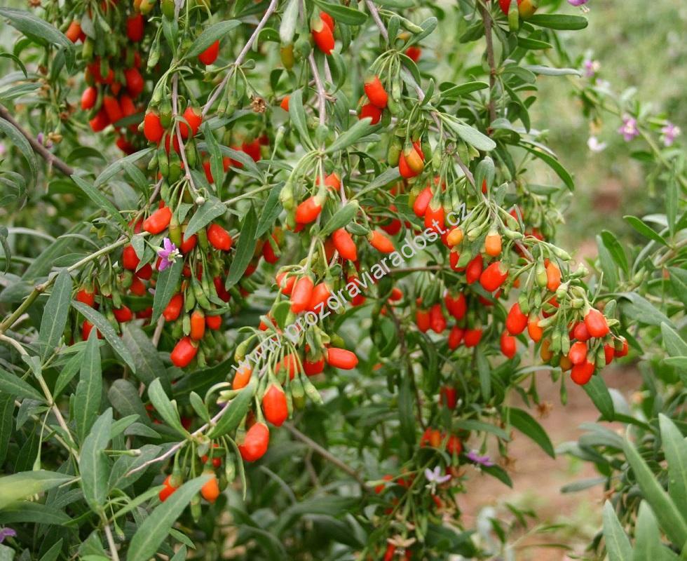 Goji - Kustovnice čínská 1 kg PROVITA