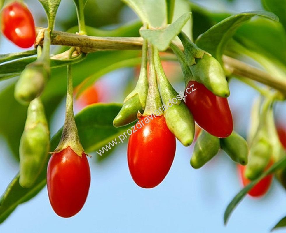 Goji - Kustovnice čínská 1 kg PROVITA