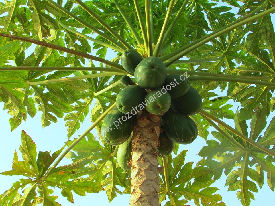 Papája sušená bez SO2 kostky